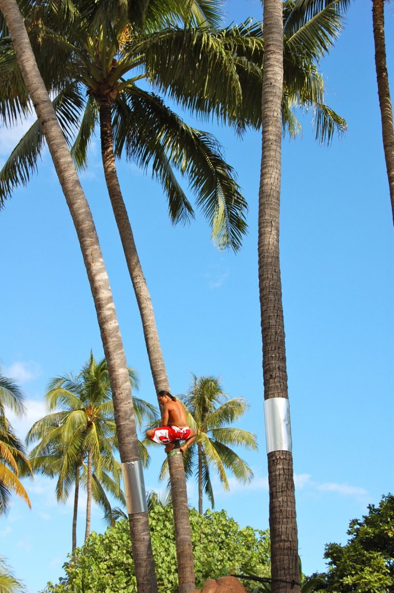 Grimper de cocotier, sport traditionnel à Tahiti © laissezparlerlesptitspapiers.over-blog.com