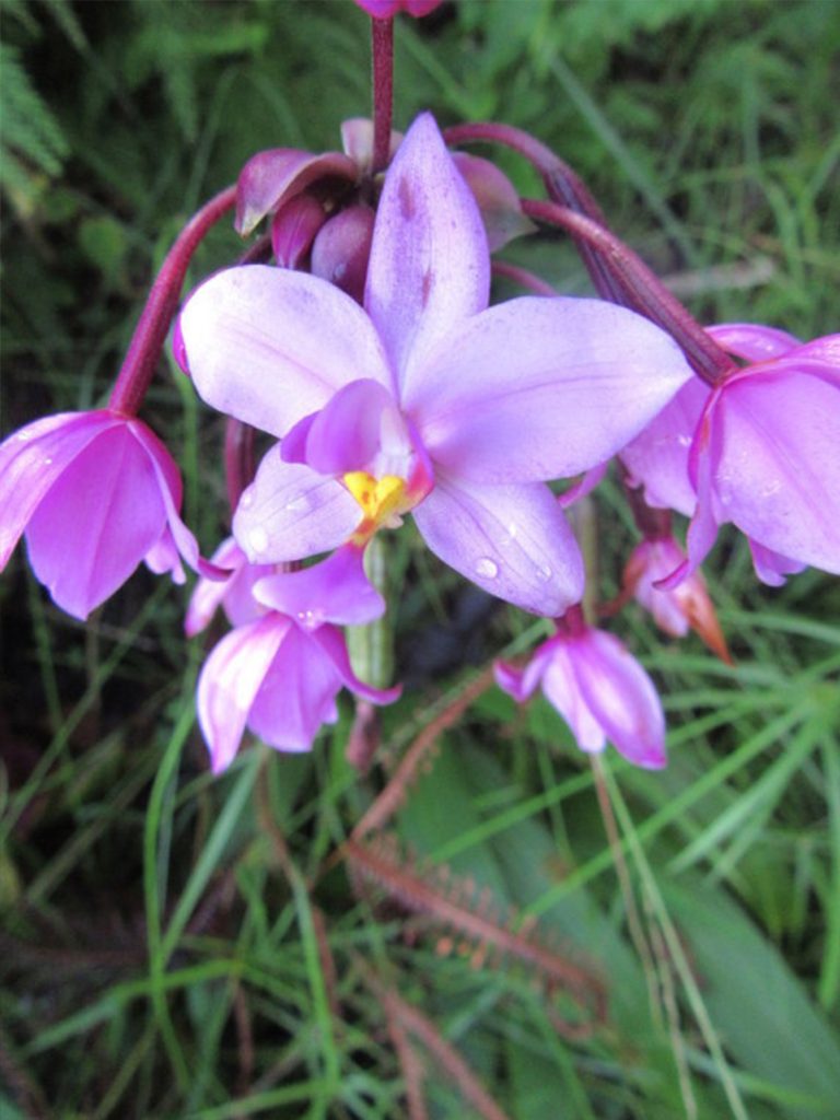 Orchidée sauvage - Hommes de Polynésie