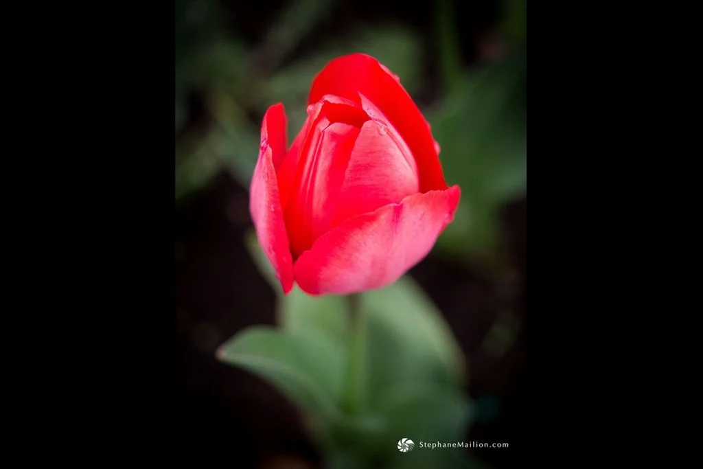 P4030584_preview
