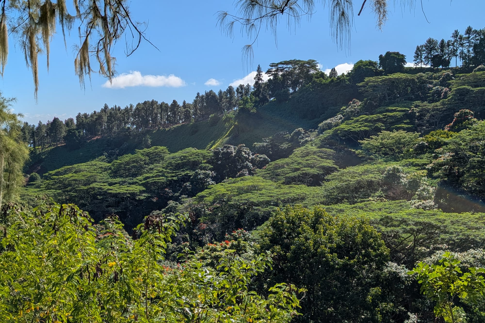 Manutea Gastambide du Rainbow Park, Tahiti