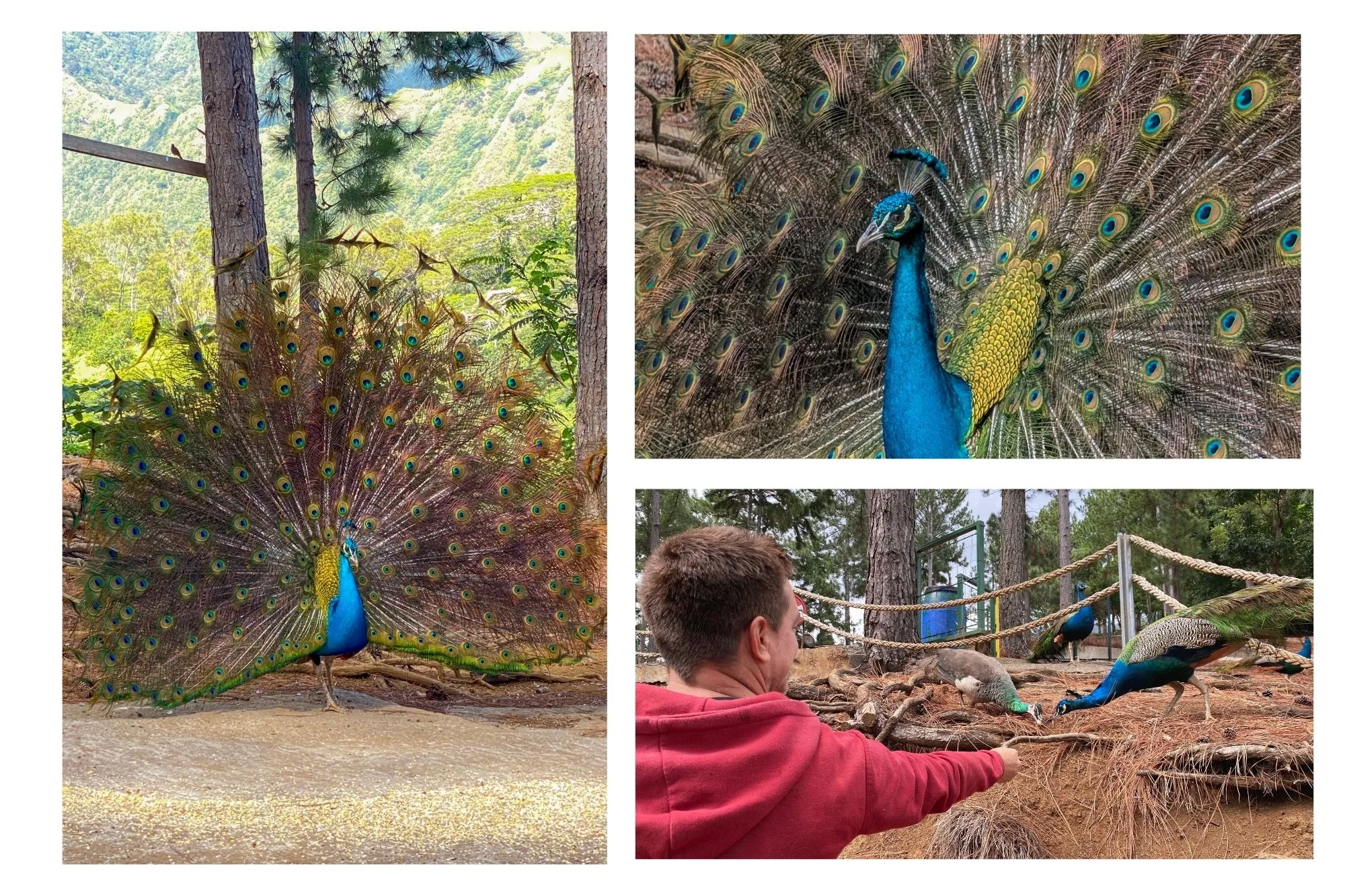 Manutea Gastambide, Rainbow Park, Pirae