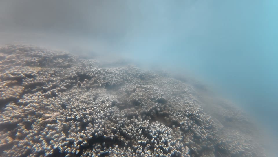 Ihirau Piton Hommes de Polynésie