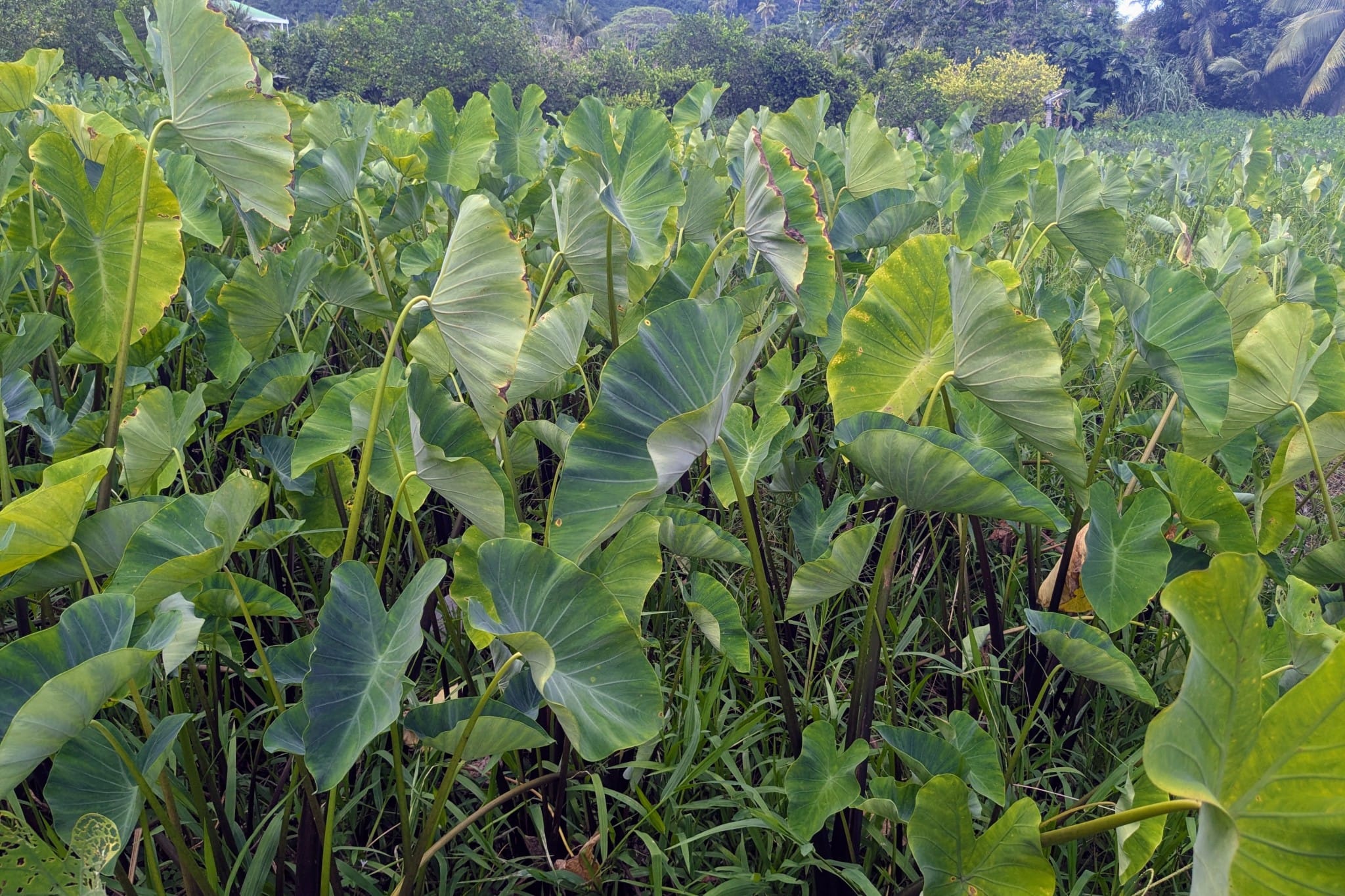 Champ de taro de Tuhani Pugibet à Paea, Tahiti