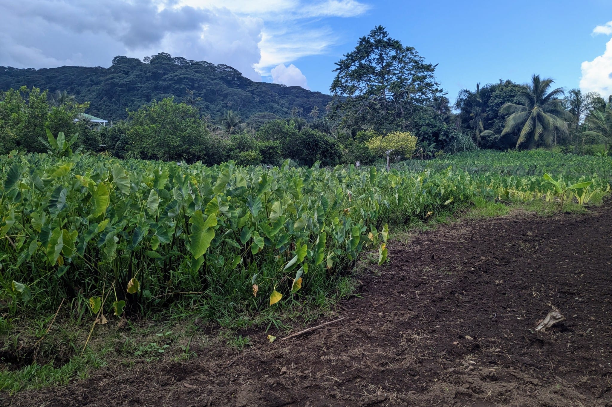 Champ de taro de Tuhani Pugibet à Paea, Tahiti
