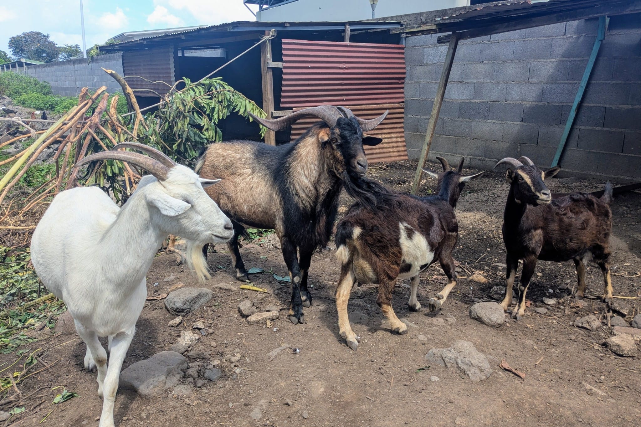 Chèvres de Tuhani Pugibet, agriculteur à Paea