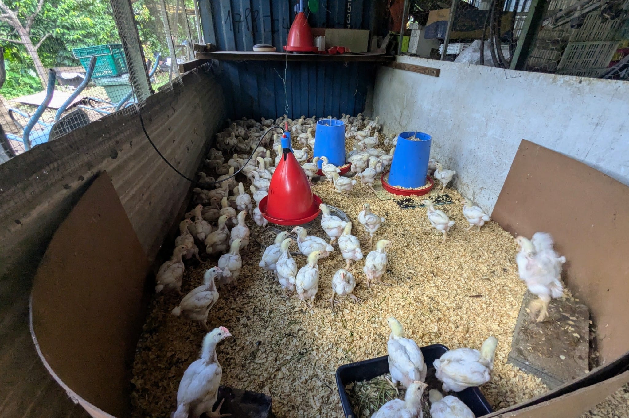 Poulailler de Tuhani Pugibet à Paea, Tahiti