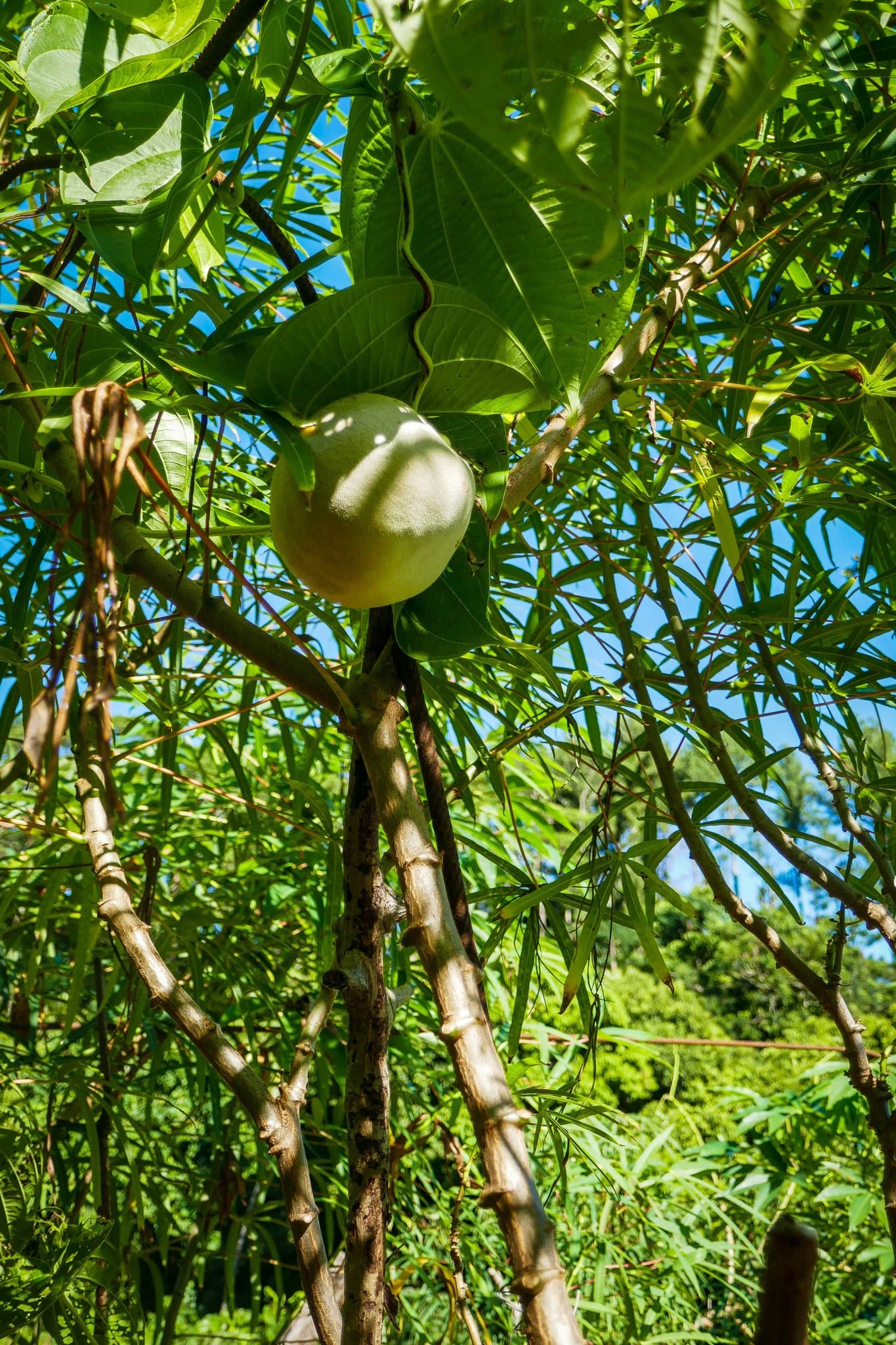 L'agriculteur Faustin Ah Yun de Raiatea